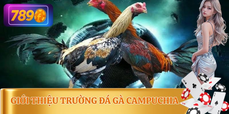 Giới thiệu trường đá gà nổi tiếng ở Campuchia