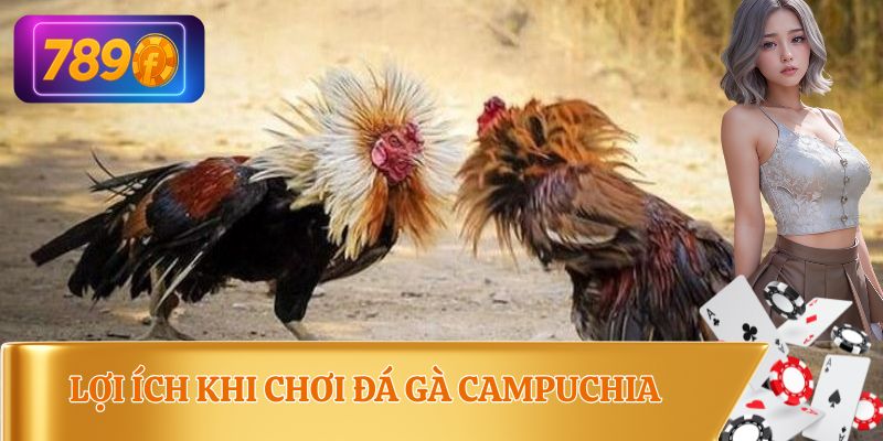 Những ưu điểm khi chơi đá gà Campuchia